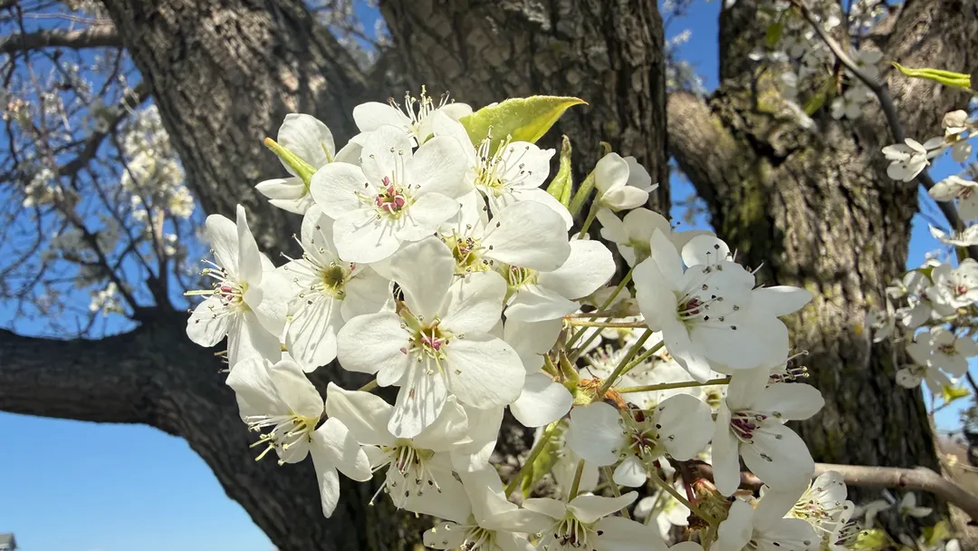 Some early blossoms