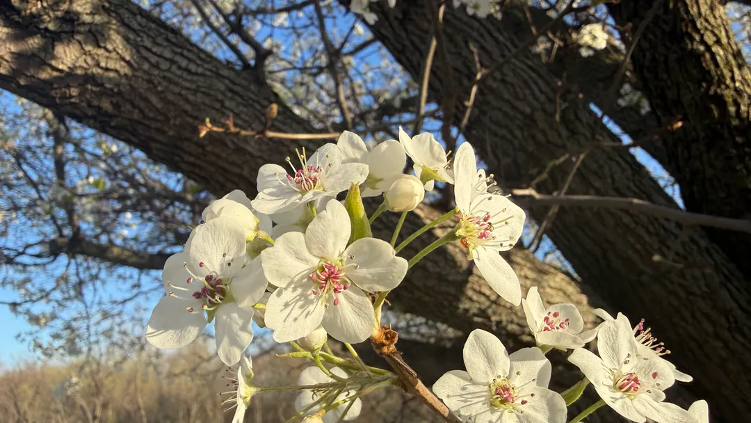 Some early blossoms