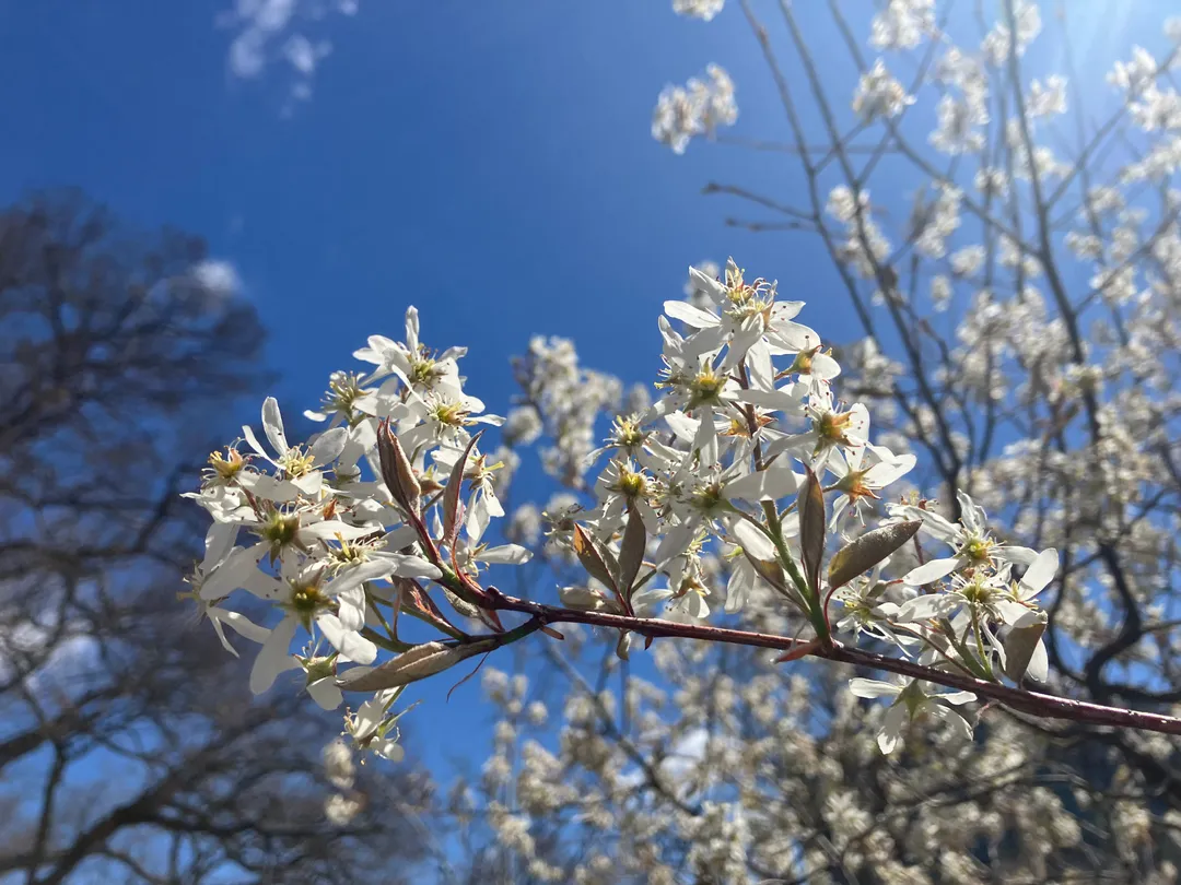 White flowers on a tree in front of a blue sky