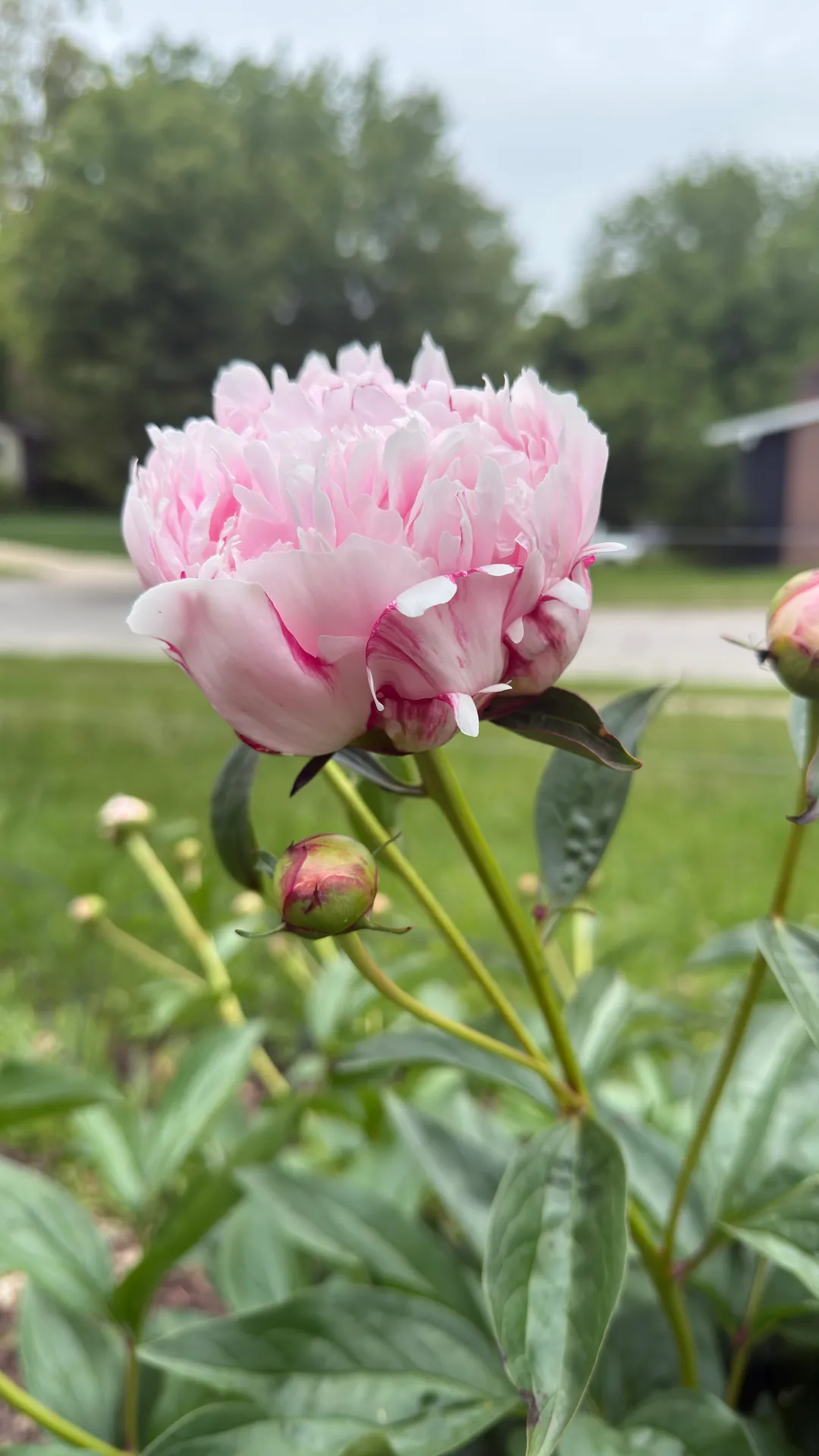 White peony