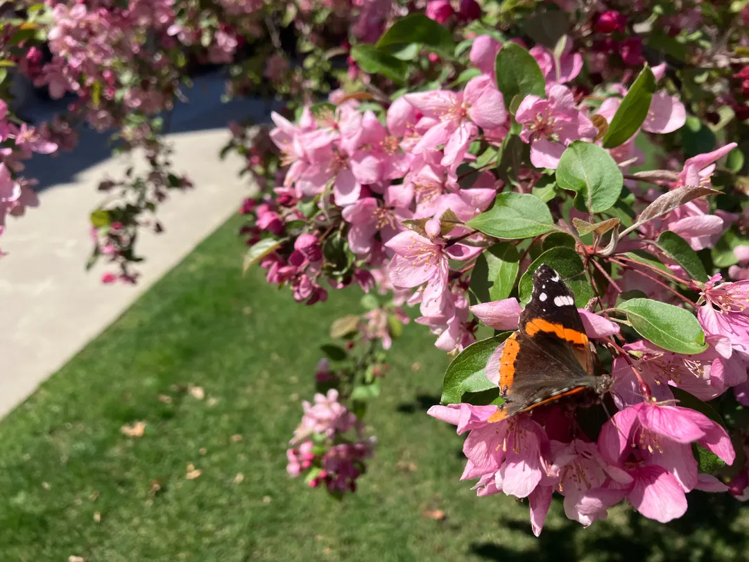 Cherry blossoms and a monarch butterfly