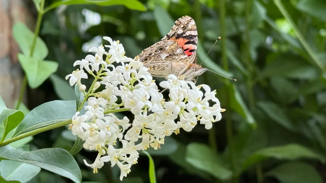 A butterfly on honeysuckle
