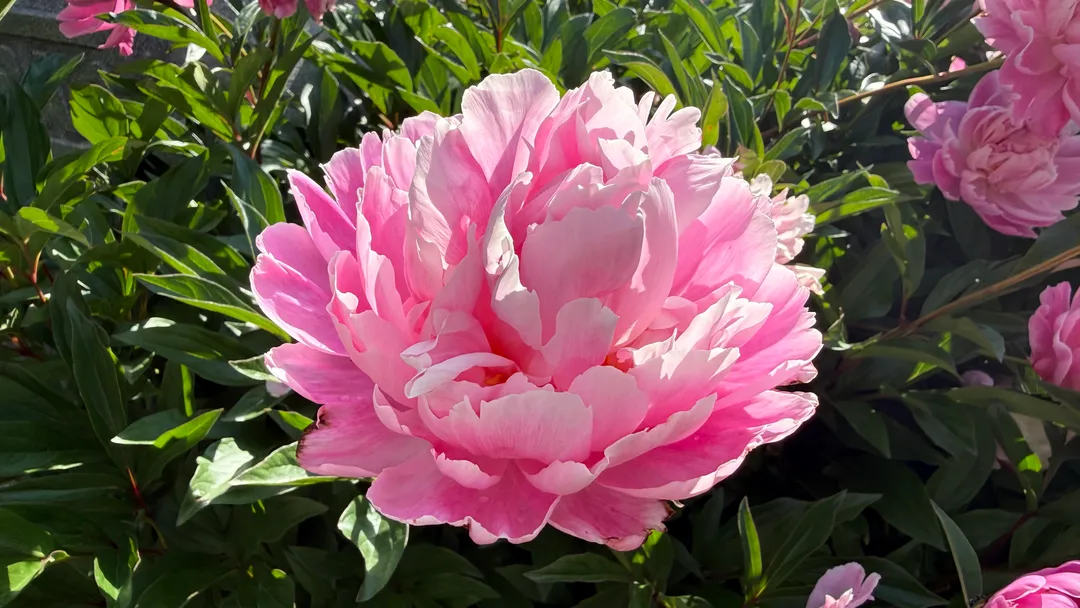 A pink peony